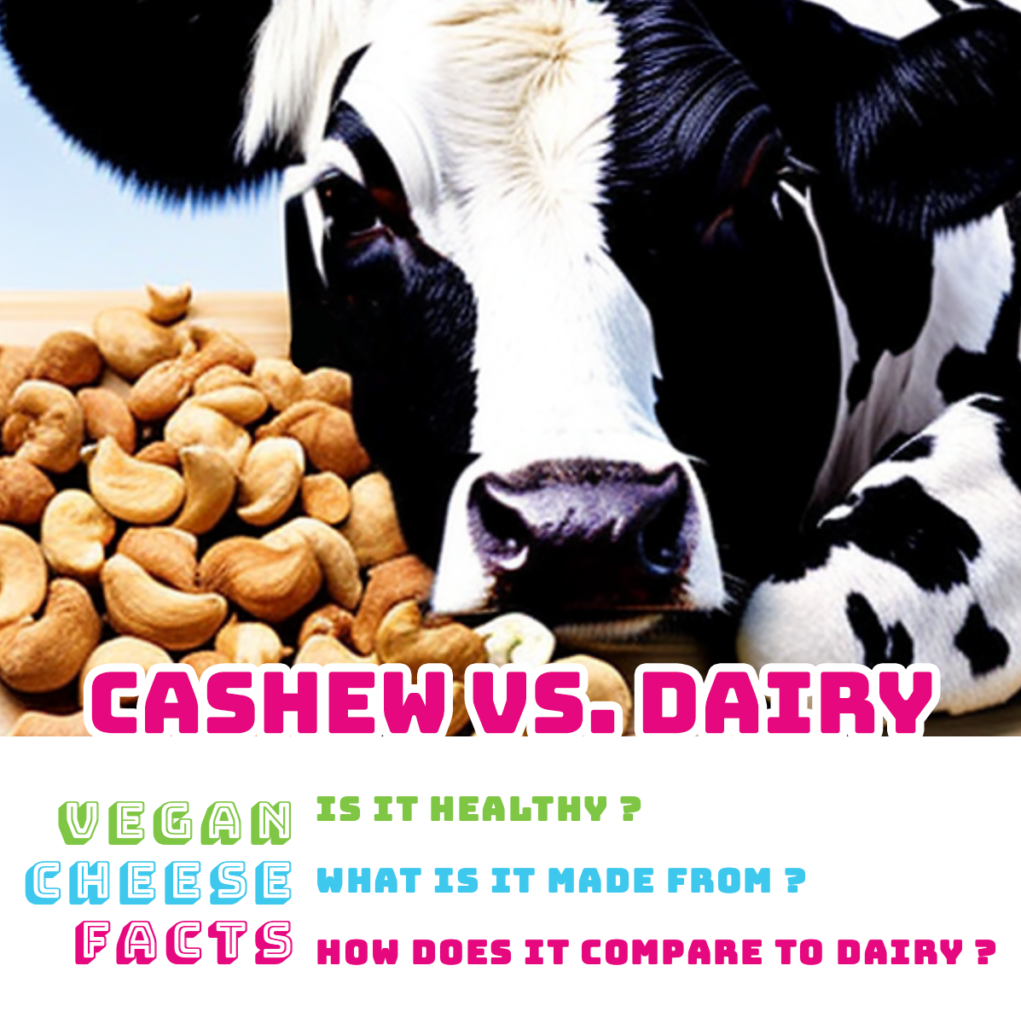 cashew vs. dairy words. black and white dairy cow laying its head on a pile of cashew nuts